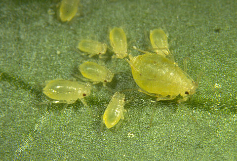 Green peach aphid