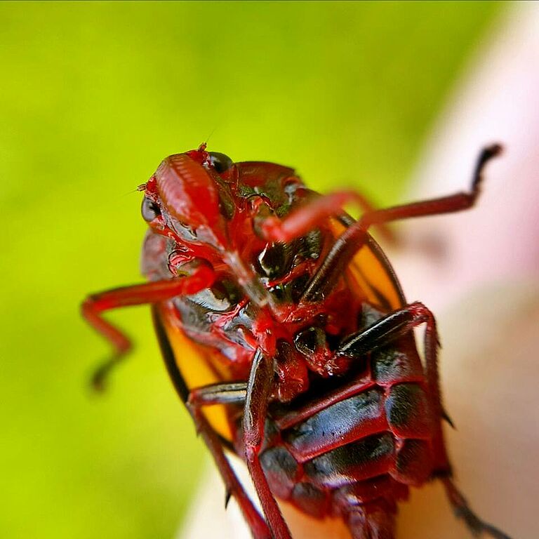 Sugarcane spittlebug Mahanarva fimbriolata Adult