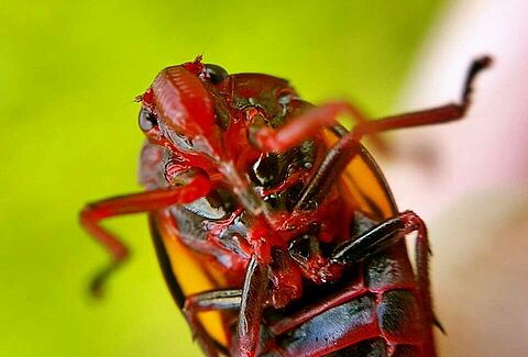 Cigarrita de las raíces