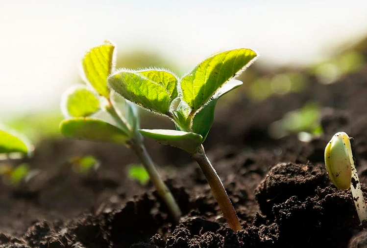 Koppert anuncia un acuerdo de distribución con la firma Greenfield de Bolivia