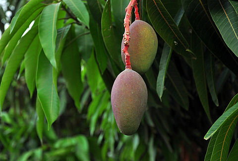 Mango