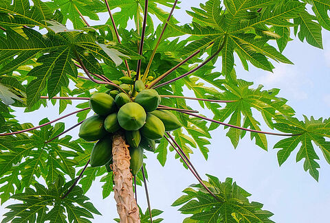 Papaya
