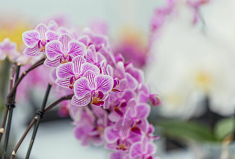 Orquídeas