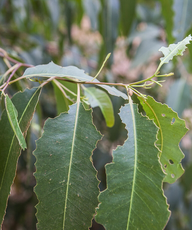 Leaf damage caused by Eucalyptus snout beetle Gonipterus scutellatus