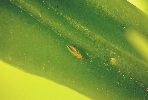 Citrus thrips
