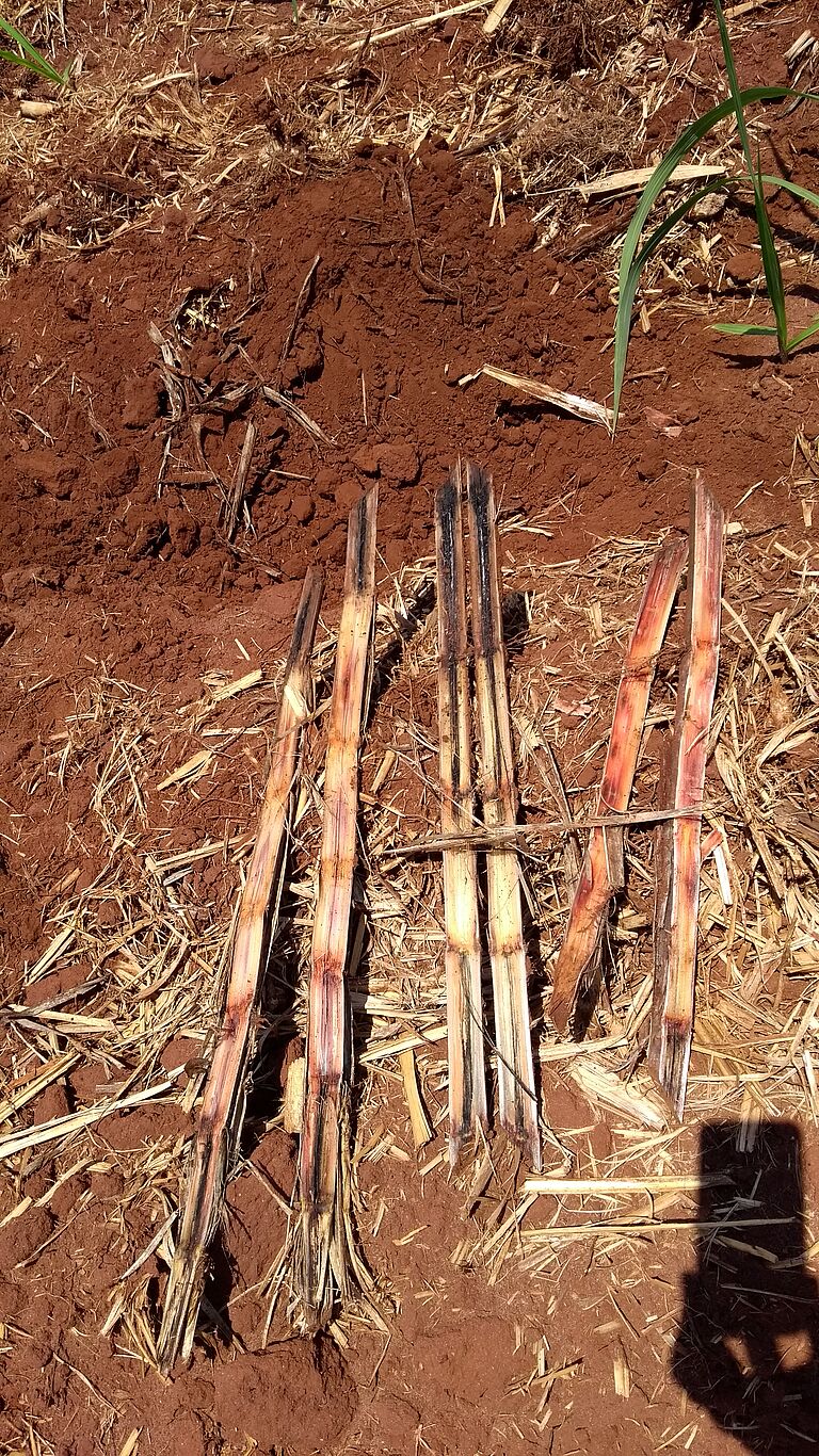 Black rot of pineapple Ceratocystis paradoxa Stem Damage