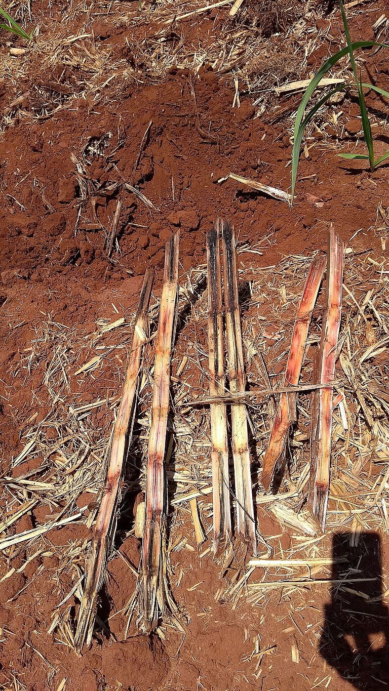 Black rot of pineapple Ceratocystis paradoxa Stem Damage