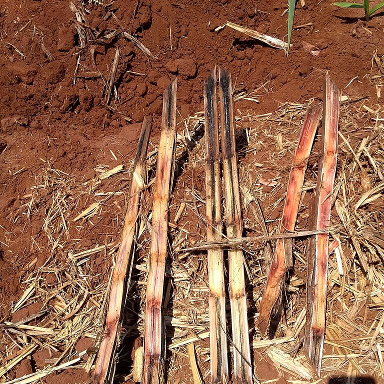 Black rot of pineapple Ceratocystis paradoxa Stem Damage
