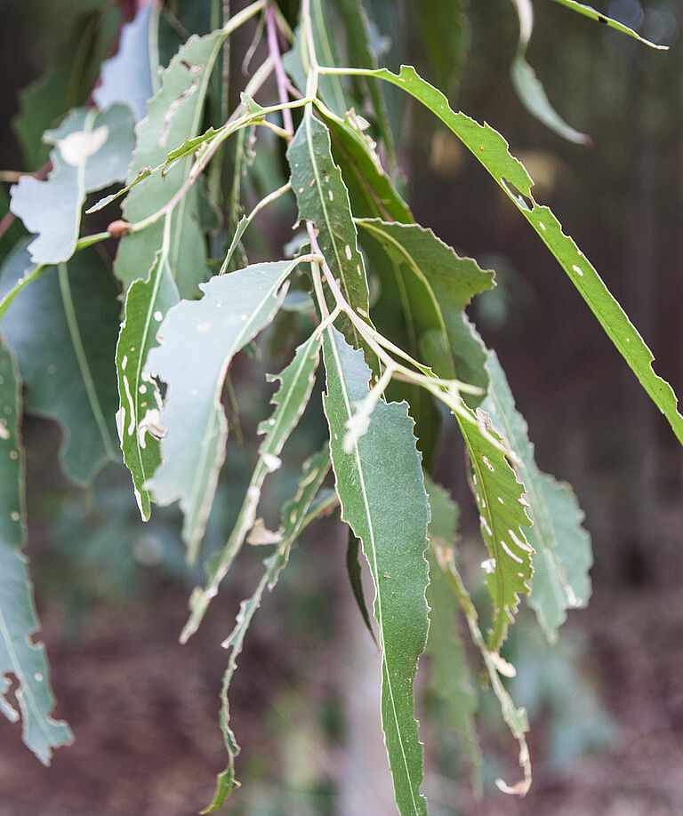 Leaf damage caused by Eucalyptus snout beetle Gonipterus scutellatus