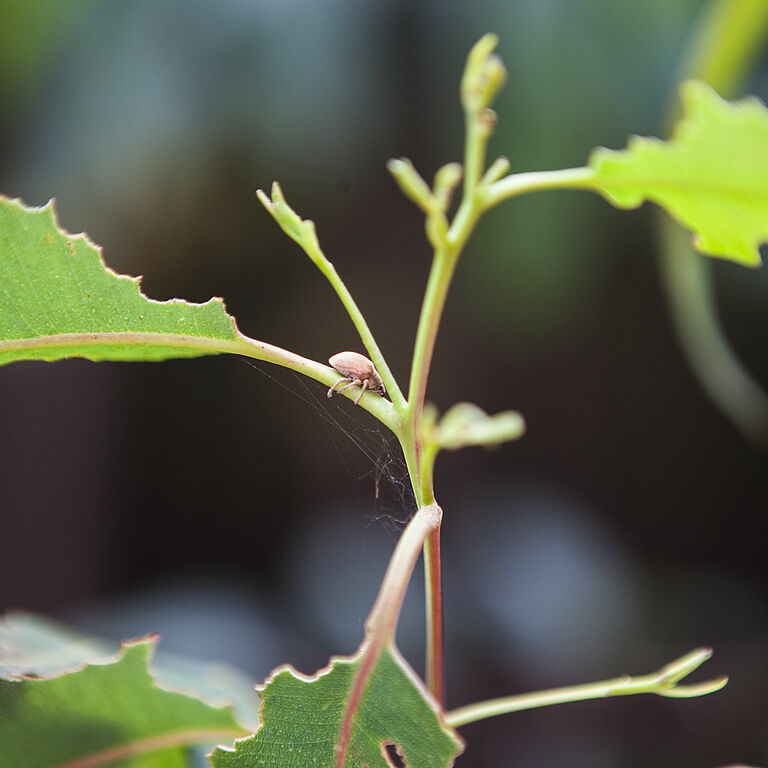 Eucalyptus snout beetle Gonipterus scutellatus on damaged leaves