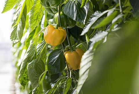 Pimiento