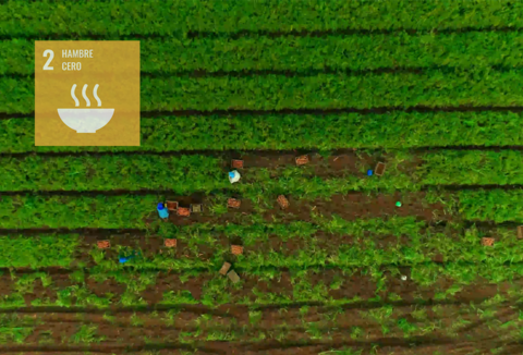 Prevenir la pérdida y el desperdicio de alimentos: medidas para transformar los sistemas alimentarios