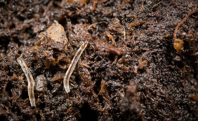 Sciarid fly Bradysia paupera Larval stage