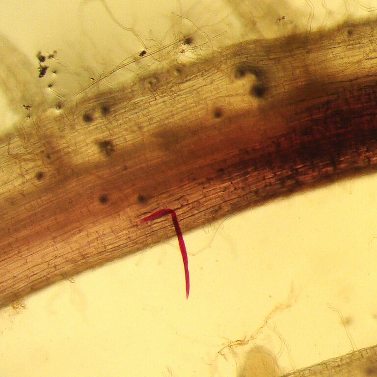 Root lesion nematode Pratylenchus zeae