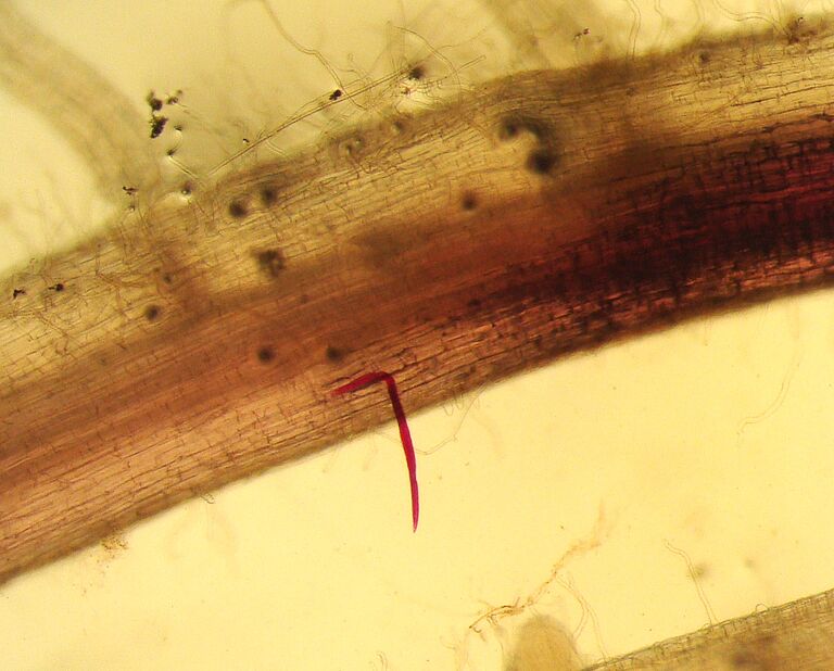 Root lesion nematode Pratylenchus zeae