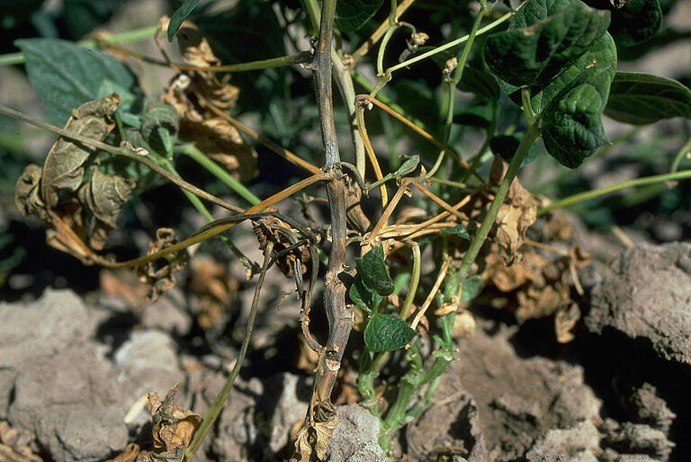 Damage caused by Charcoal rot of bean and tobacco