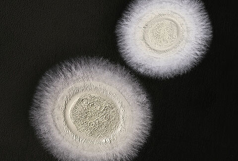 Koppert Argentina lidera la evolución de los bioinsecticidas para el manejo de plagas