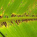 Banana plant damage caused by Black Sigatoka disease Mycosphaerella fijiensis