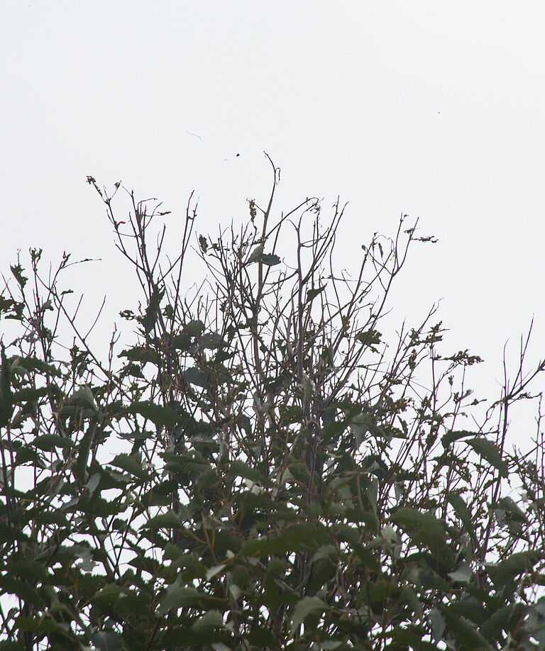 Leaf damage caused by Eucalyptus snout beetle Gonipterus scutellatus