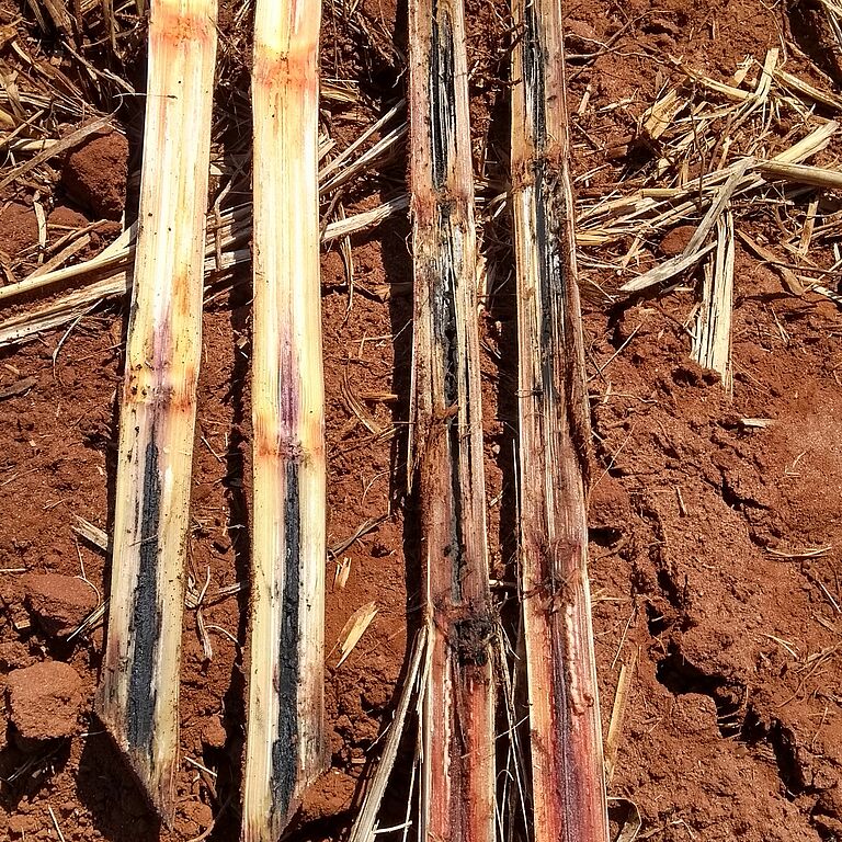 Black rot of pineapple Ceratocystis paradoxa Stem Damage