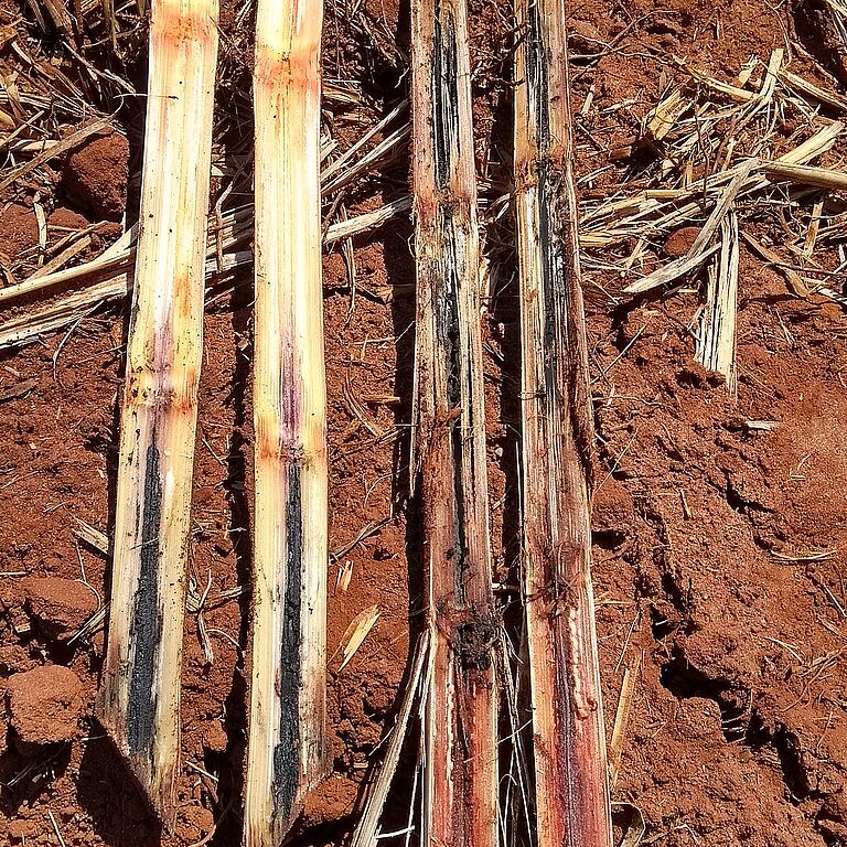 Black rot of pineapple Ceratocystis paradoxa Stem Damage