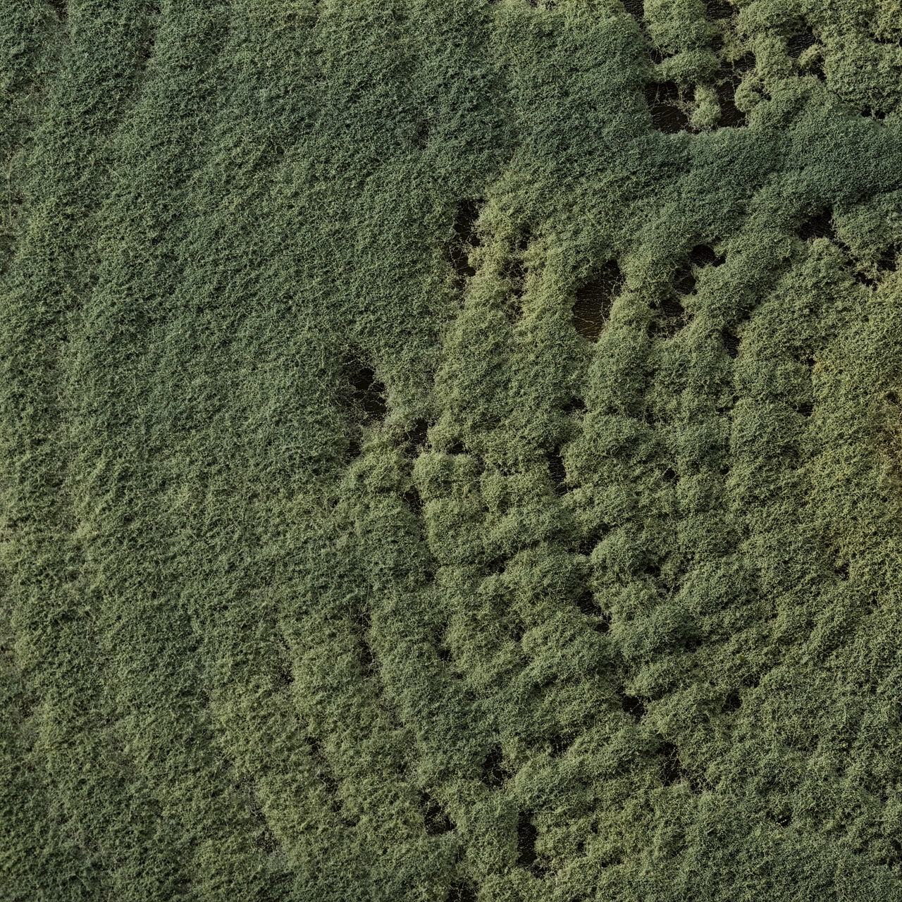 Trichoderma harzianum