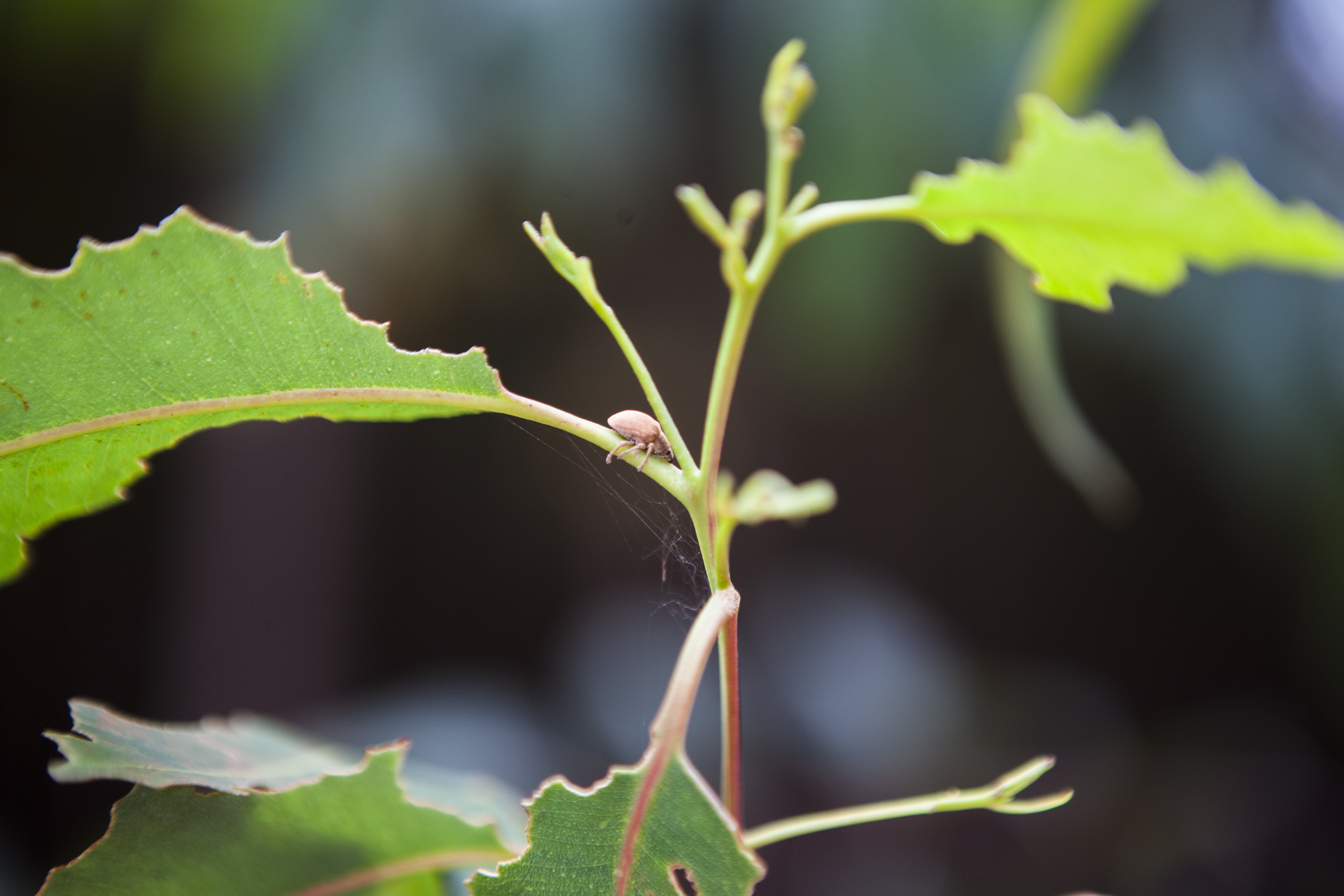 Gorgojo del eucalipto